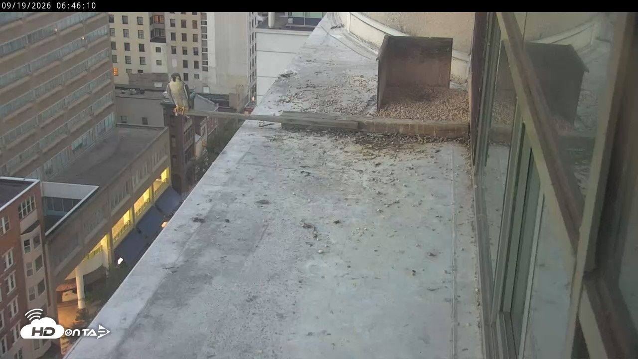 Snapshot of PA Peregrine Falcon Cam Live Webcam taken Sep 19, 2026, 6:42am EDT