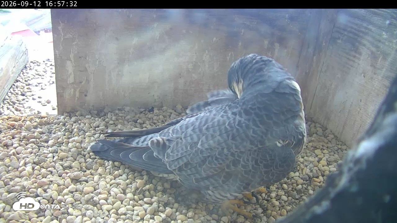 Snapshot of PA Peregrine Falcon Cam Live Webcam taken Sep 12, 2026, 4:52pm EDT