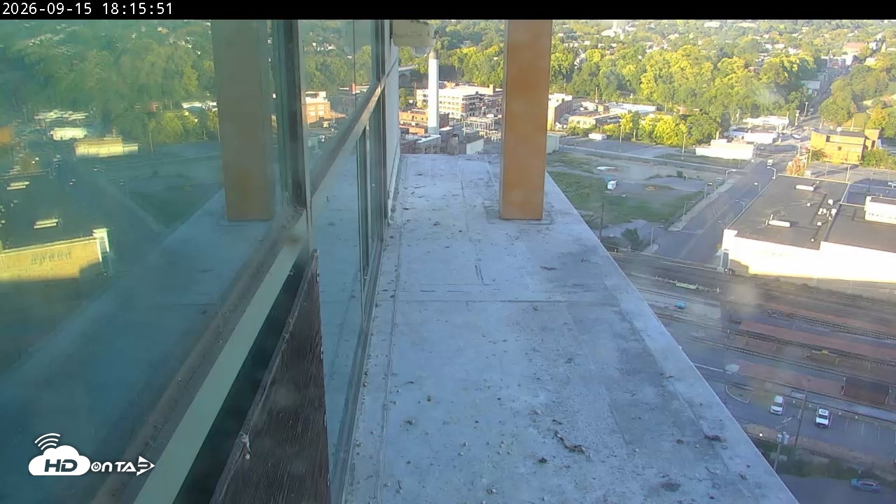 Snapshot of PA Peregrine Falcon Cam Live Webcam taken Sep 15, 2026, 6:30pm EDT