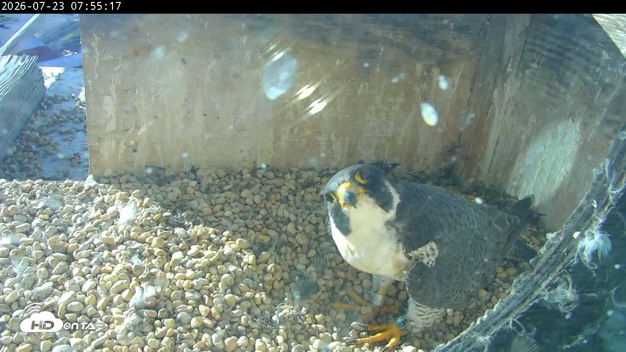 Snapshot of PA Peregrine Falcon Cam Live Webcam taken Jul 23, 2026, 7:47am EDT