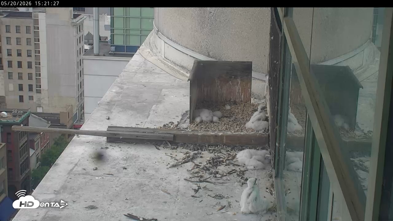 Snapshot of PA Peregrine Falcon Cam Live Webcam taken May 20, 2026, 3:15pm EDT