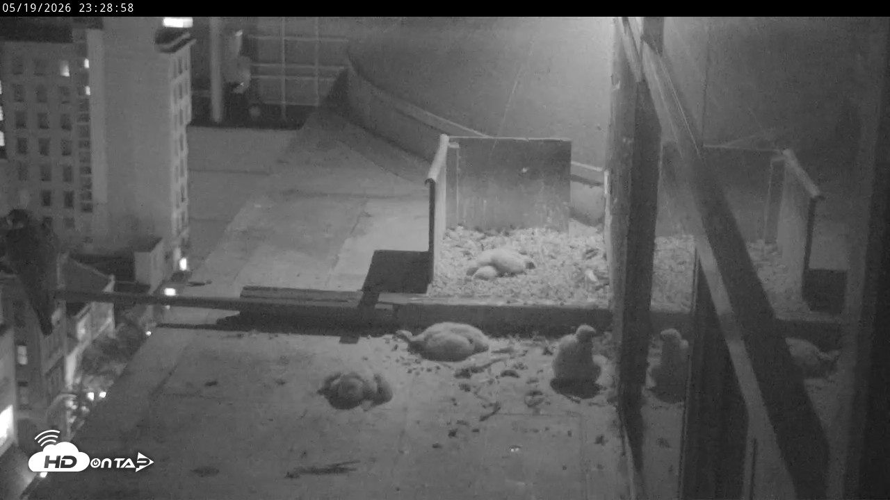 Snapshot of PA Peregrine Falcon Cam Live Webcam taken May 19, 2026, 11:22pm EDT