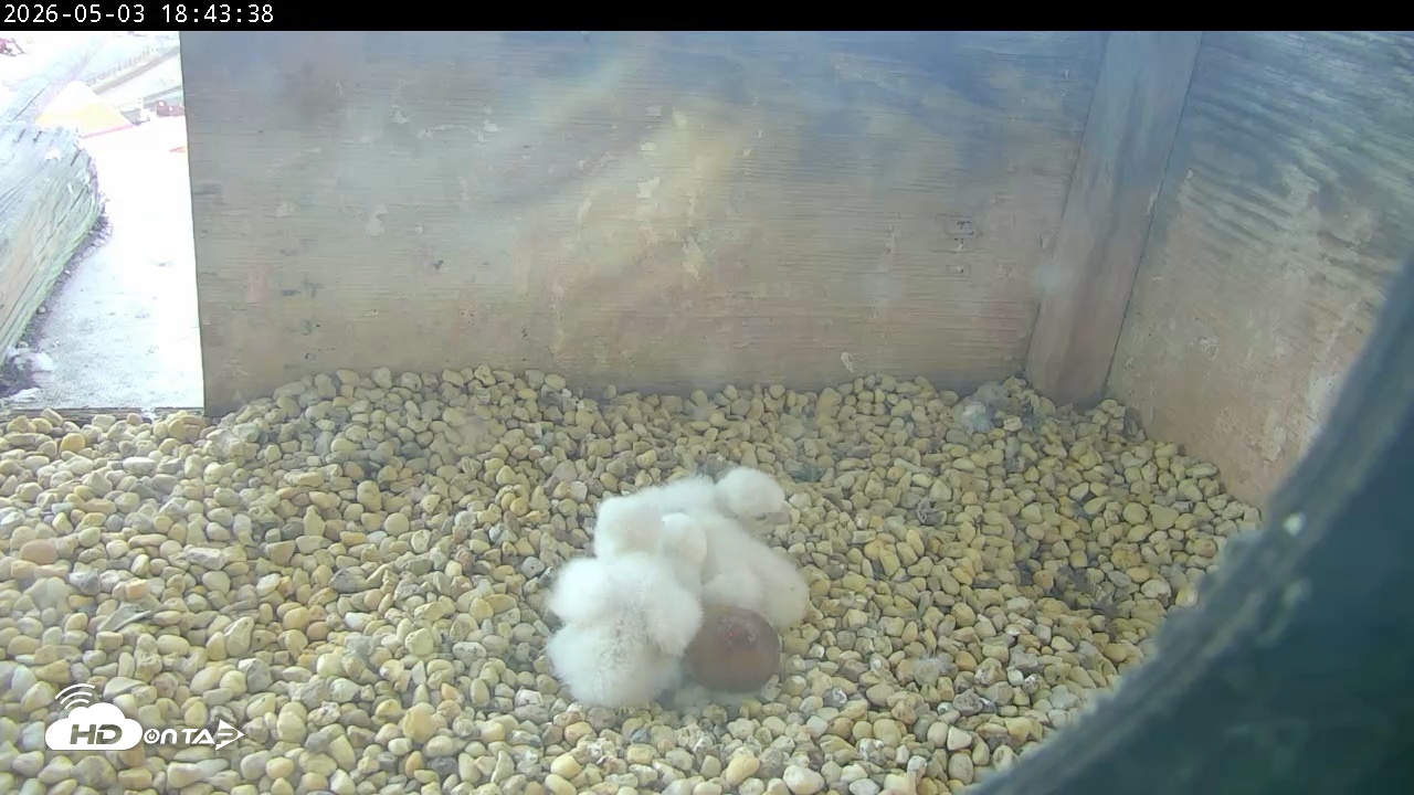 Snapshot of PA Peregrine Falcon Cam Live Webcam taken May 3, 2026, 6:36pm EDT