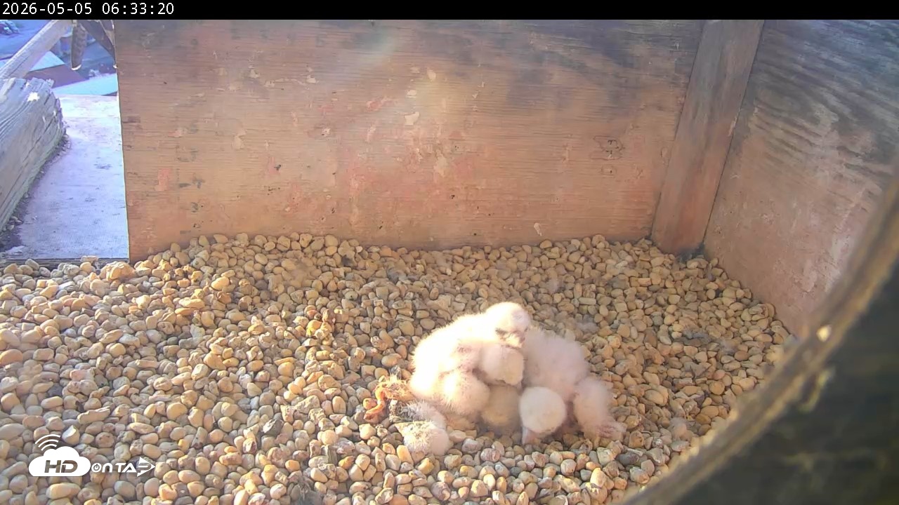 Snapshot of PA Peregrine Falcon Cam Live Webcam taken May 5, 2026, 6:25am EDT