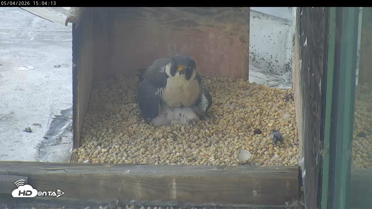 Snapshot of PA Peregrine Falcon Cam Live Webcam taken May 4, 2026, 2:57pm EDT