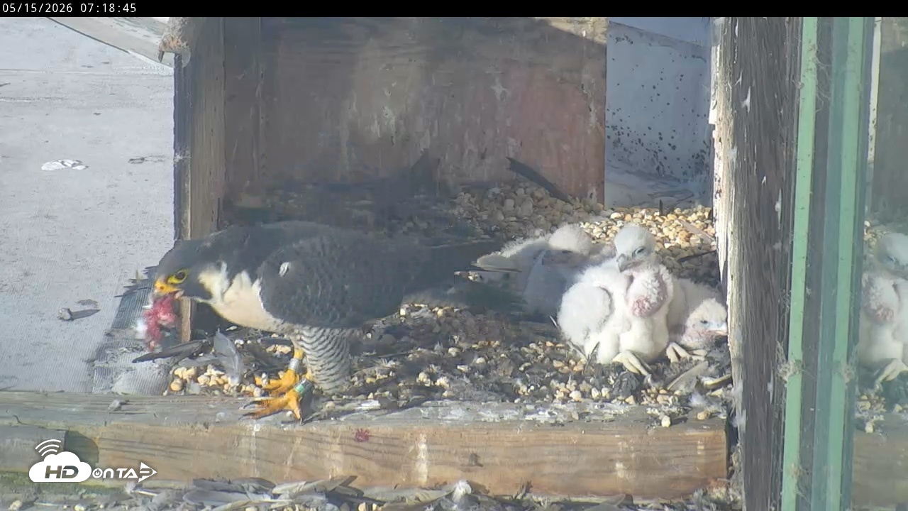 Snapshot of PA Peregrine Falcon Cam Live Webcam taken May 15, 2026, 7:12am EDT