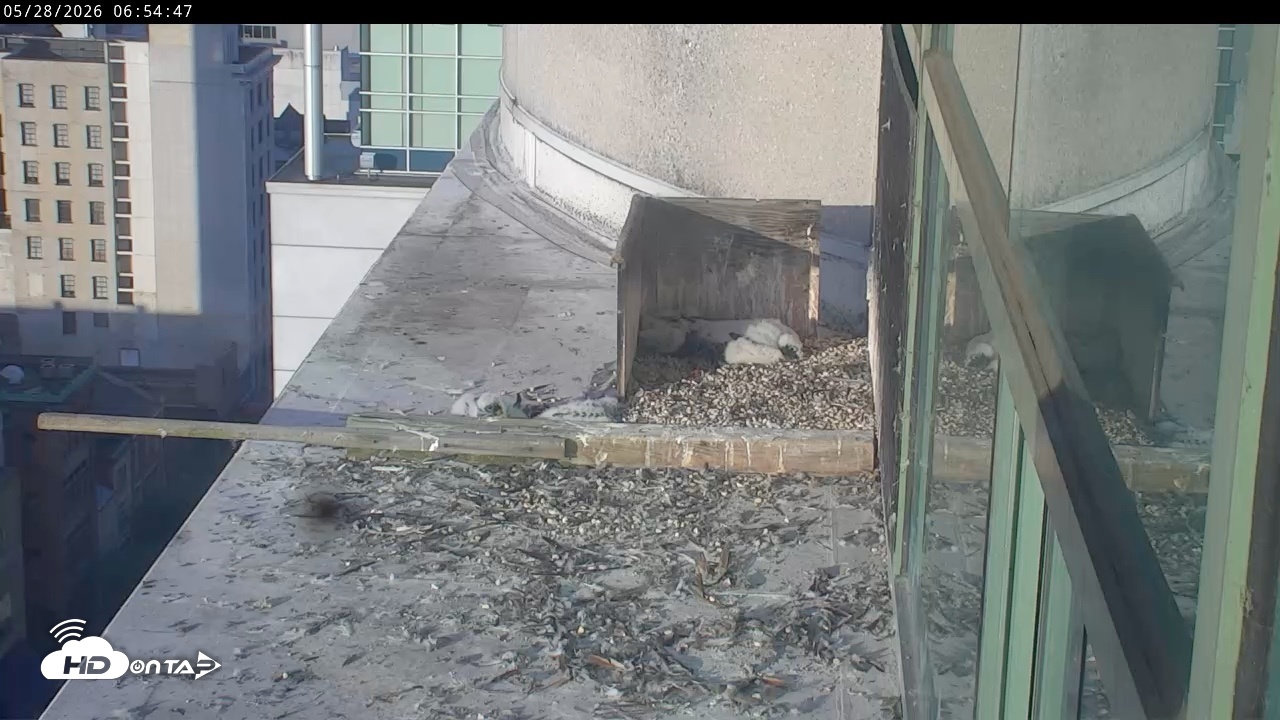 Snapshot of PA Peregrine Falcon Cam Live Webcam taken May 28, 2026, 6:49am EDT