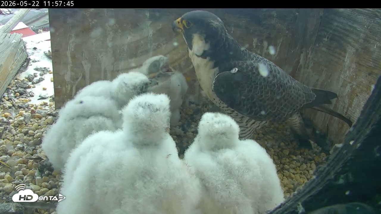 Snapshot of PA Peregrine Falcon Cam Live Webcam taken May 22, 2026, 11:51am EDT