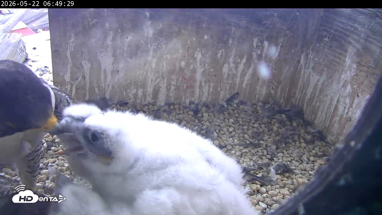 Snapshot of PA Peregrine Falcon Cam Live Webcam taken May 22, 2026, 6:42am EDT