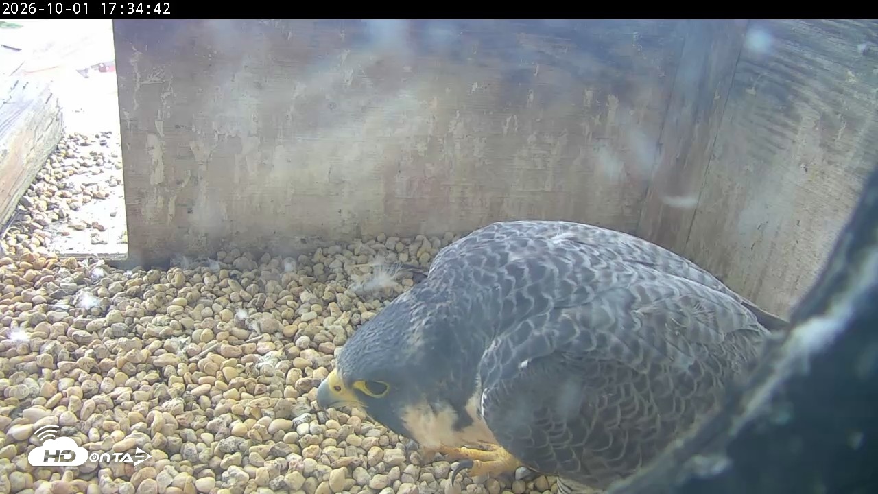 Snapshot of PA Peregrine Falcon Cam Live Webcam taken Oct 1, 2026, 5:30pm EDT