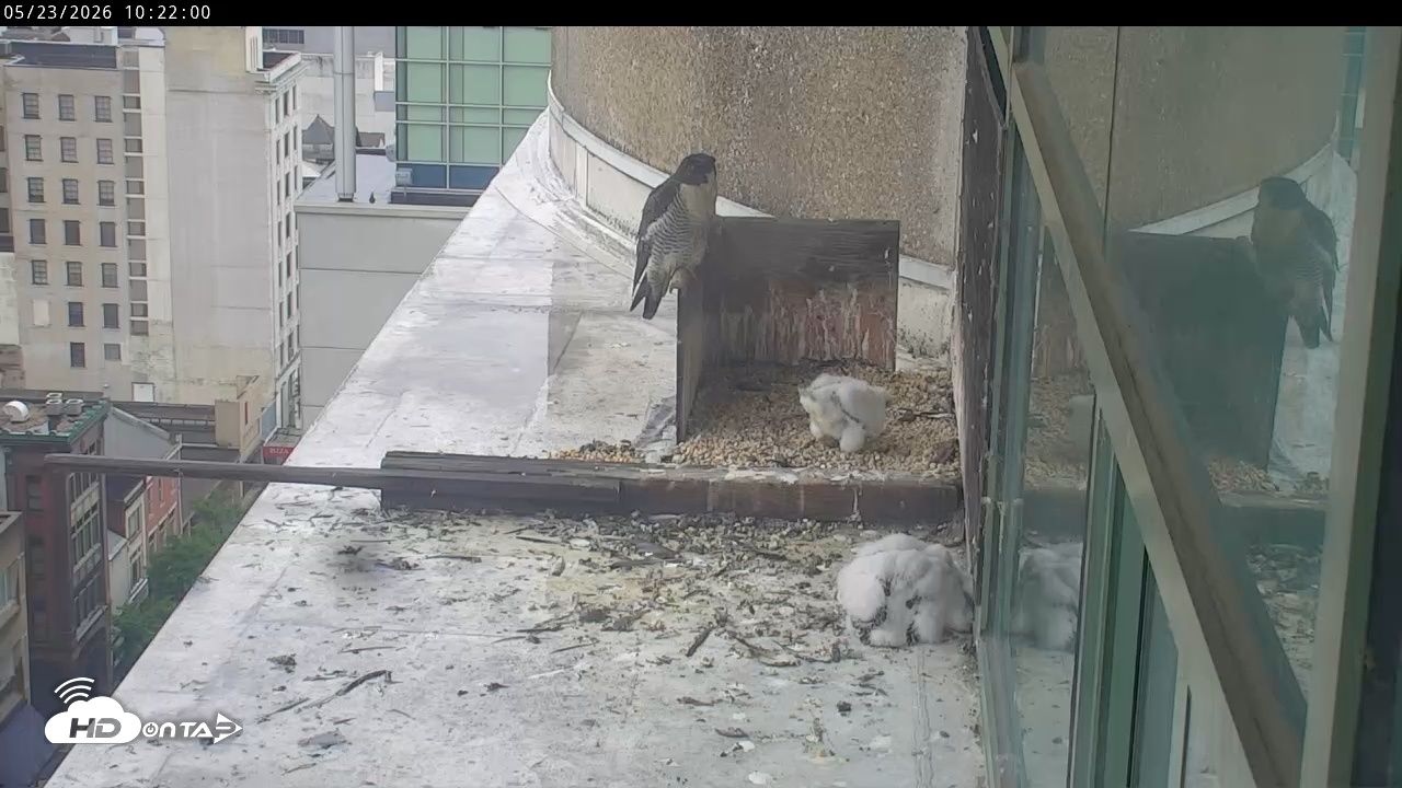 Snapshot of PA Peregrine Falcon Cam Live Webcam taken May 23, 2026, 10:15am EDT