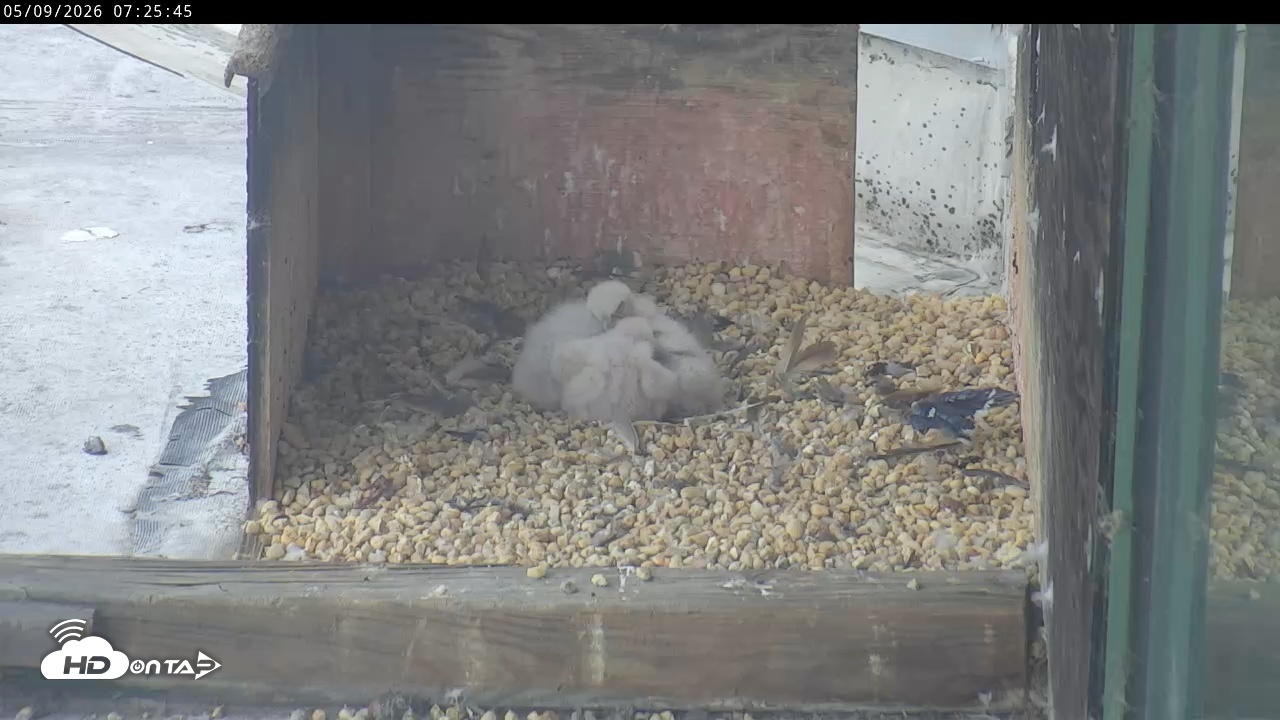 Snapshot of PA Peregrine Falcon Cam Live Webcam taken May 9, 2026, 7:18am EDT