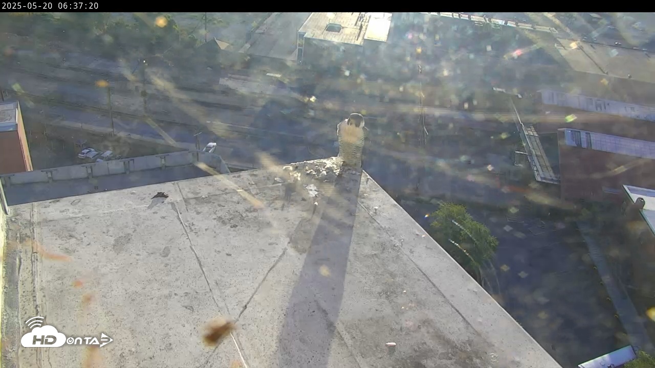 Snapshot of PA Peregrine Falcon Cam Live Webcam taken May 20, 2025, 6:34am EDT