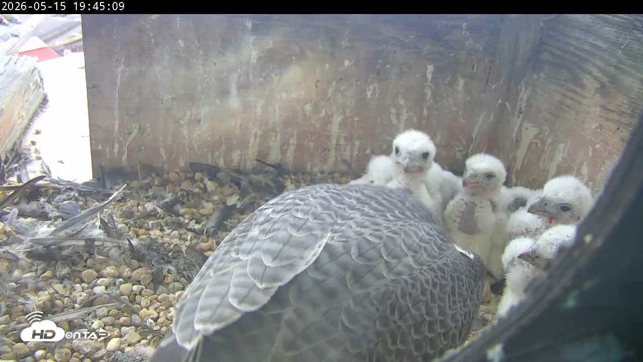 Snapshot of PA Peregrine Falcon Cam Live Webcam taken May 15, 2026, 7:37pm EDT