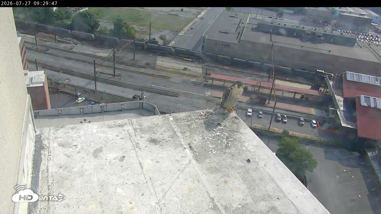 Snapshot of PA Peregrine Falcon Cam Live Webcam taken Jul 27, 2026, 9:18am EDT