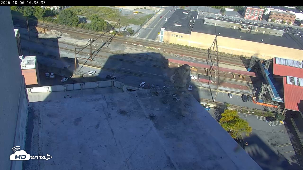 Snapshot of PA Peregrine Falcon Cam Live Webcam taken Oct 6, 2026, 4:29pm EDT