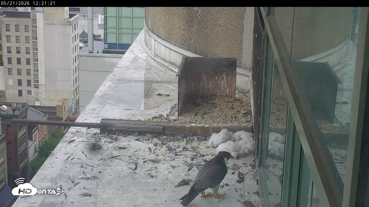 Snapshot of PA Peregrine Falcon Cam Live Webcam taken May 21, 2026, 12:14pm EDT