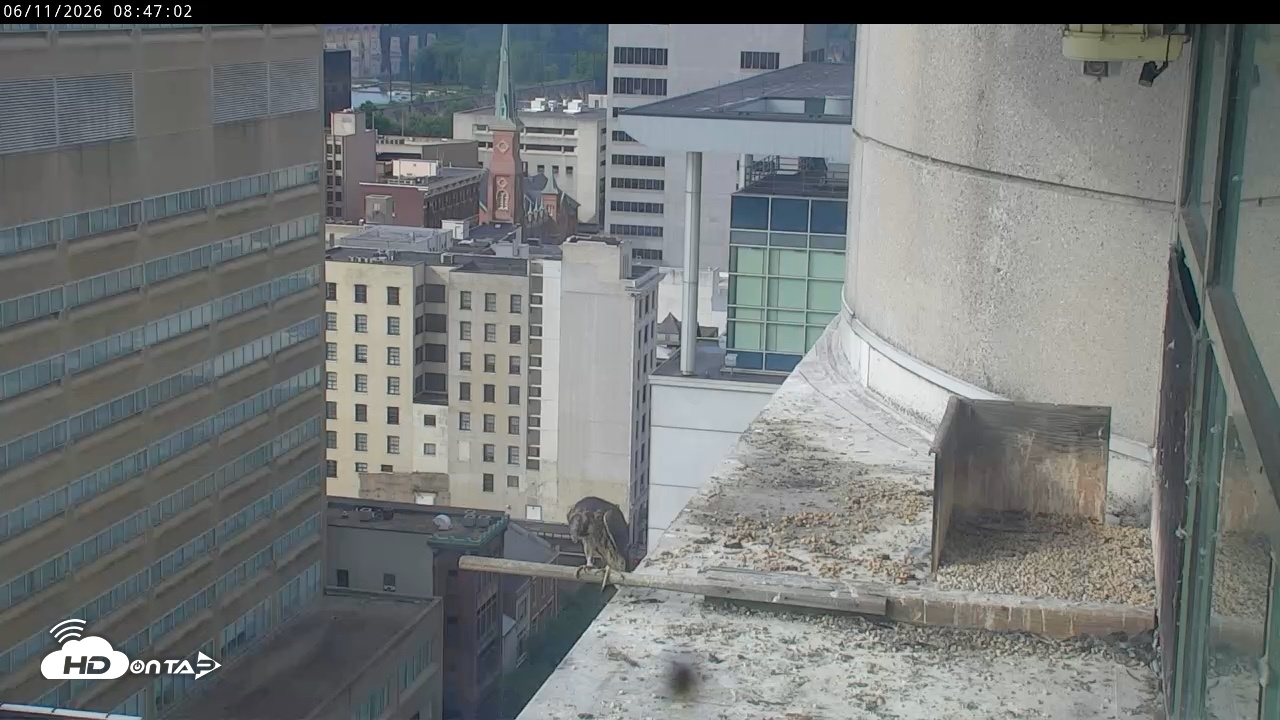 Snapshot of PA Peregrine Falcon Cam Live Webcam taken Jun 11, 2026, 8:41am EDT