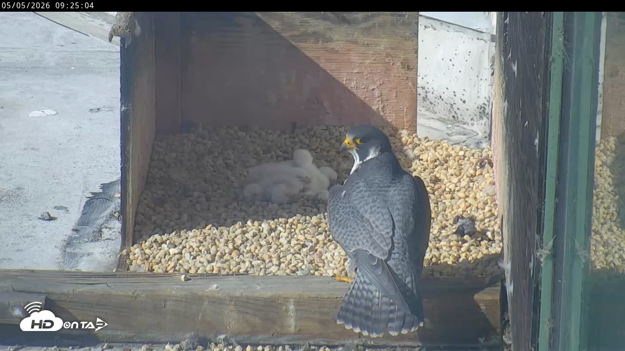 Snapshot of PA Peregrine Falcon Cam Live Webcam taken May 5, 2026, 9:18am EDT
