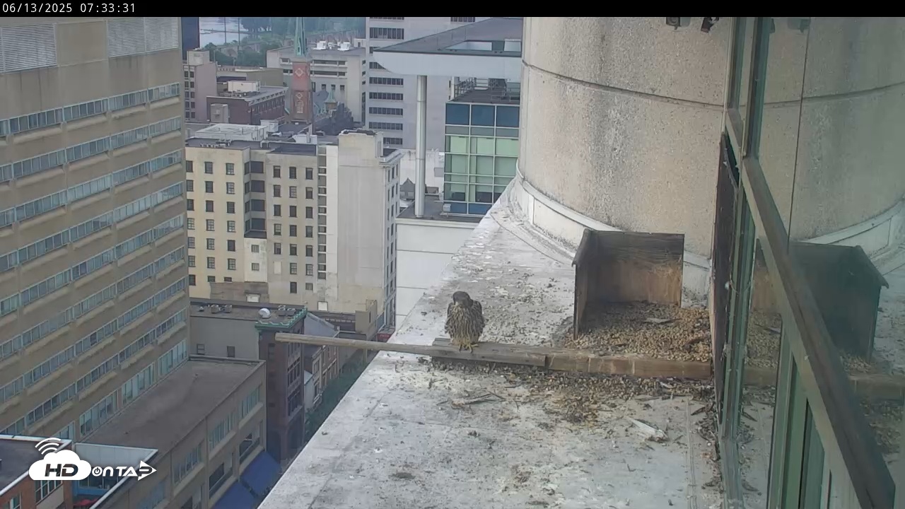 Snapshot of PA Peregrine Falcon Cam Live Webcam taken Jun 13, 2025, 7:31am EDT