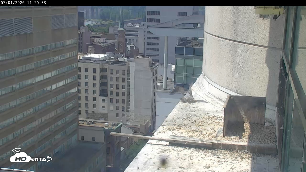 Snapshot of PA Peregrine Falcon Cam Live Webcam taken Jul 1, 2026, 11:16am EDT