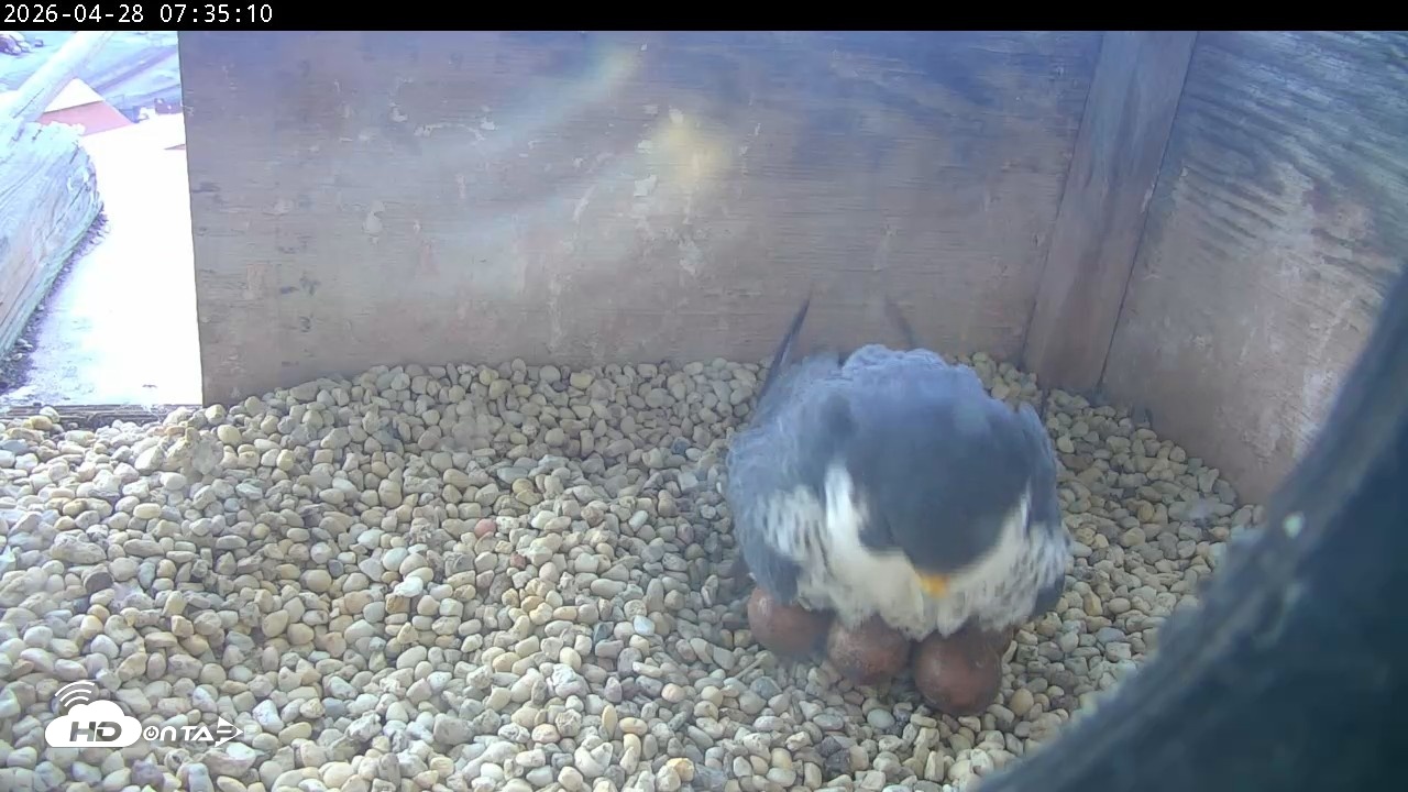 Snapshot of PA Peregrine Falcon Cam Live Webcam taken Apr 28, 2026, 7:27am EDT