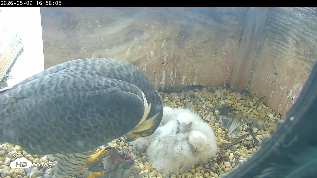 Snapshot of PA Peregrine Falcon Cam Live Webcam taken May 9, 2026, 4:53pm EDT