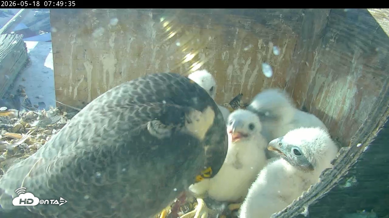 Snapshot of PA Peregrine Falcon Cam Live Webcam taken May 18, 2026, 7:42am EDT