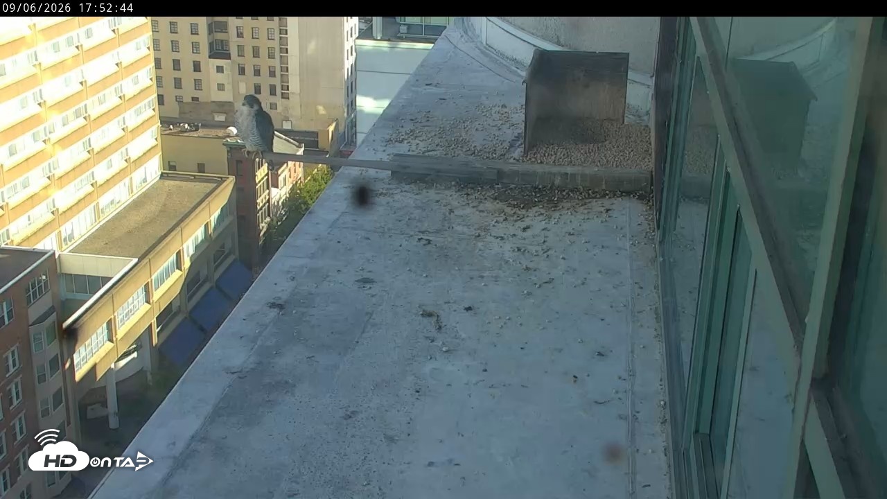 Snapshot of PA Peregrine Falcon Cam Live Webcam taken Sep 6, 2026, 5:48pm EDT