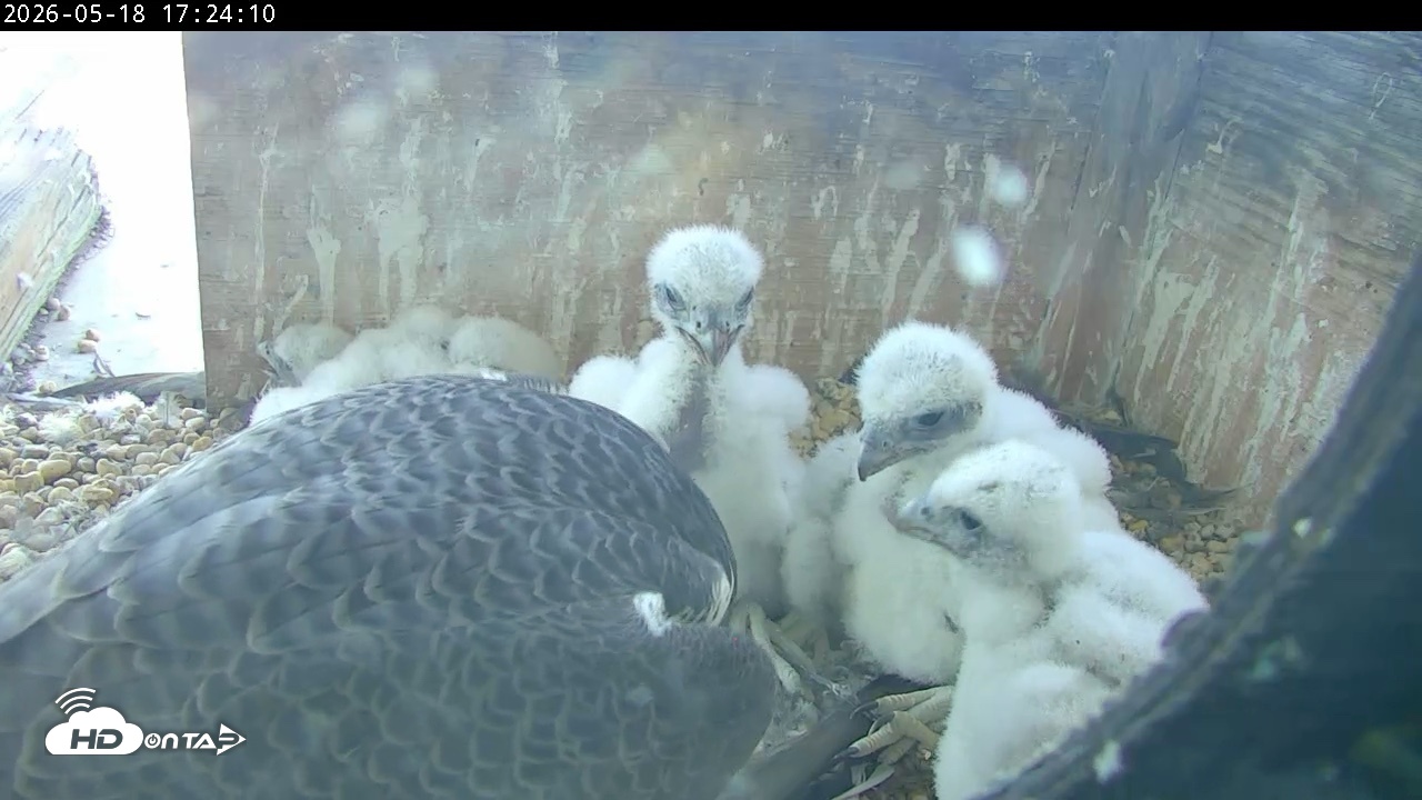 Snapshot of PA Peregrine Falcon Cam Live Webcam taken May 18, 2026, 5:17pm EDT