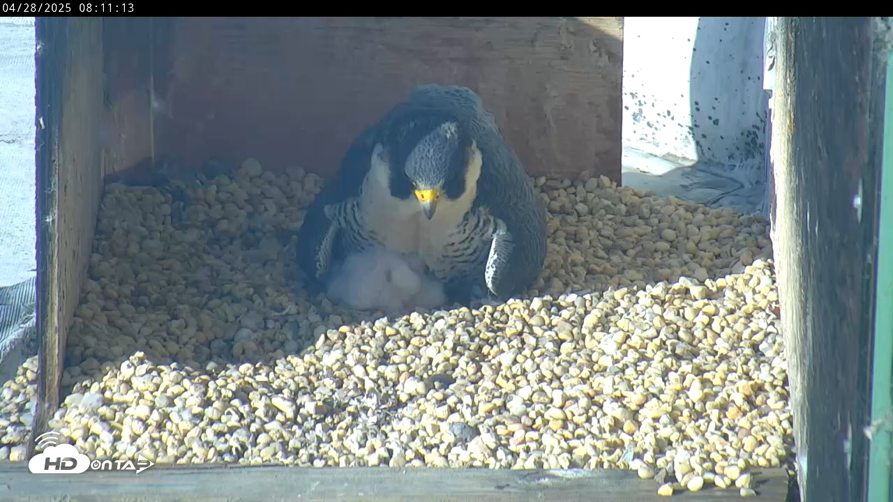 Snapshot of PA Peregrine Falcon Cam Live Webcam taken Apr 28, 2025, 8:07am EDT