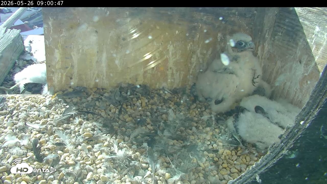 Snapshot of PA Peregrine Falcon Cam Live Webcam taken May 26, 2026, 8:54am EDT