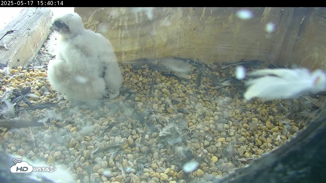 Snapshot of PA Peregrine Falcon Cam Live Webcam taken May 17, 2025, 3:39pm EDT