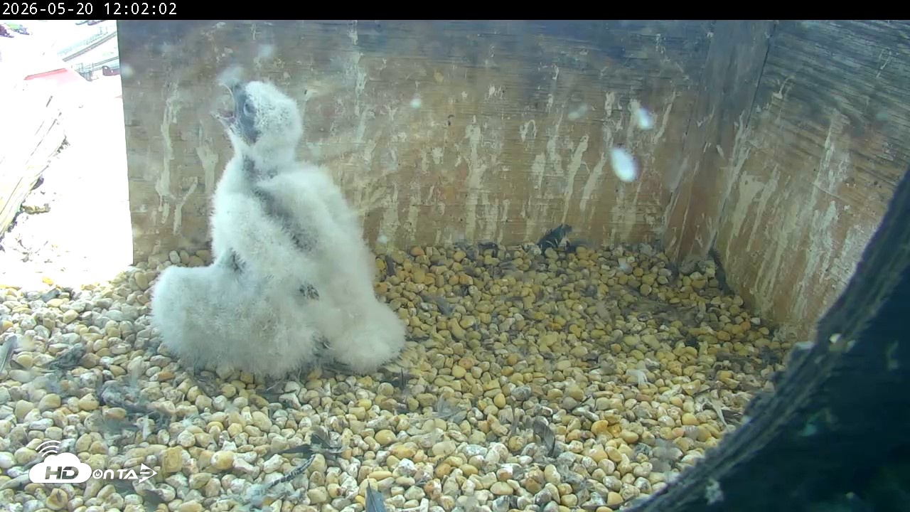 Snapshot of PA Peregrine Falcon Cam Live Webcam taken May 20, 2026, 11:55am EDT