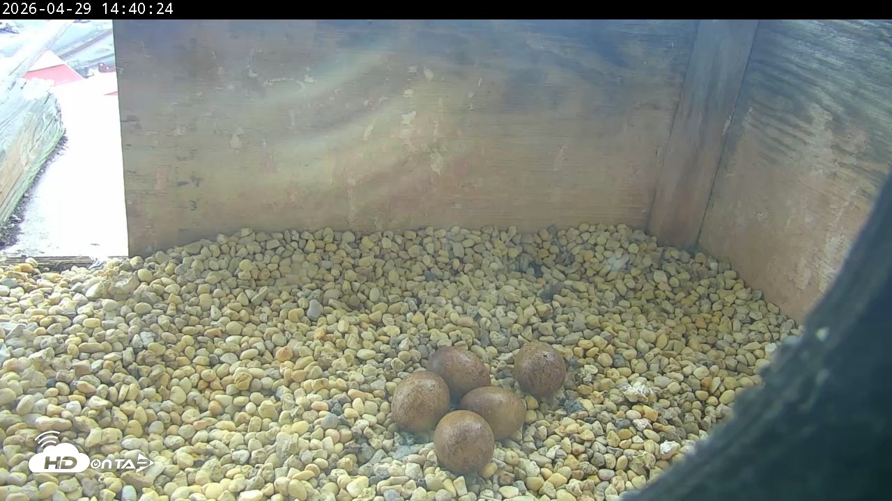 Snapshot of PA Peregrine Falcon Cam Live Webcam taken Apr 29, 2026, 2:32pm EDT