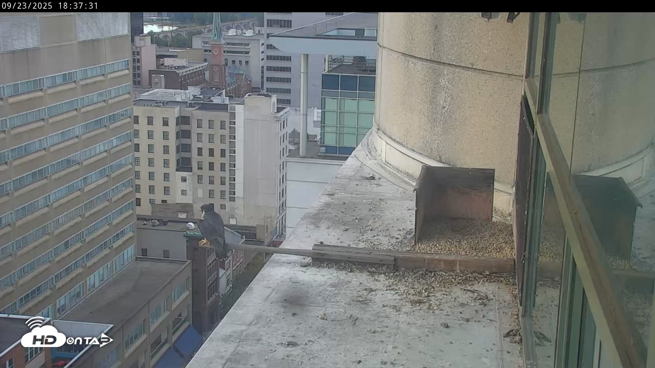 Snapshot of PA Peregrine Falcon Cam Live Webcam taken Sep 23, 2025, 6:40pm EDT