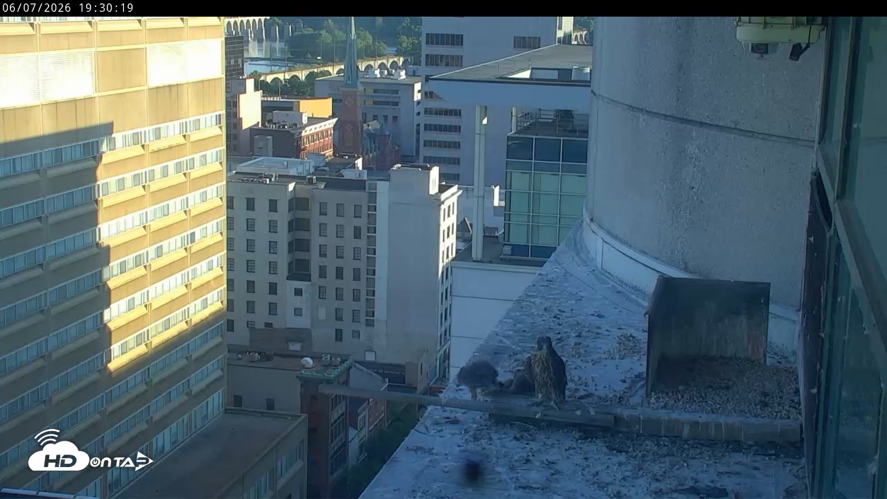 Snapshot of PA Peregrine Falcon Cam Live Webcam taken Jun 7, 2026, 7:24pm EDT