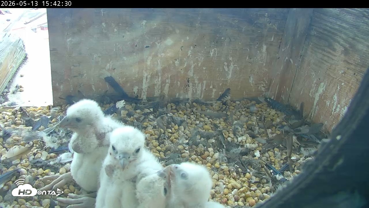Snapshot of PA Peregrine Falcon Cam Live Webcam taken May 13, 2026, 3:35pm EDT