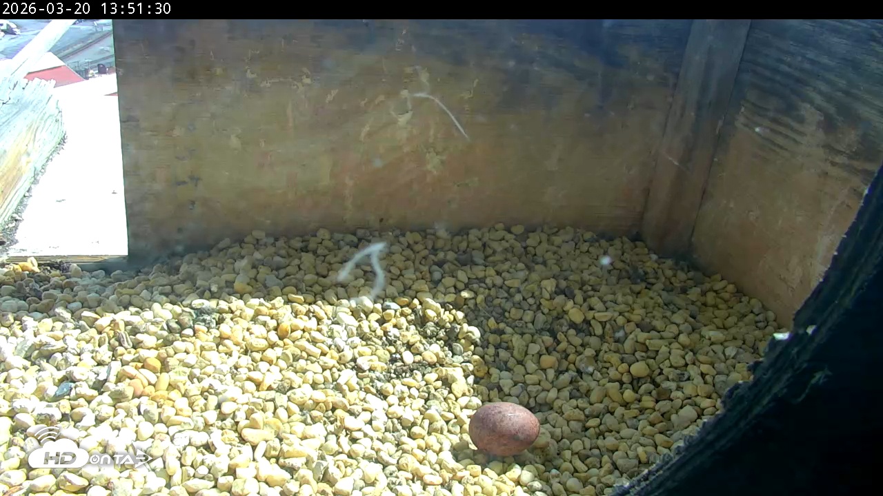 Snapshot of PA Peregrine Falcon Cam Live Webcam taken Mar 20, 2026, 1:43pm EDT