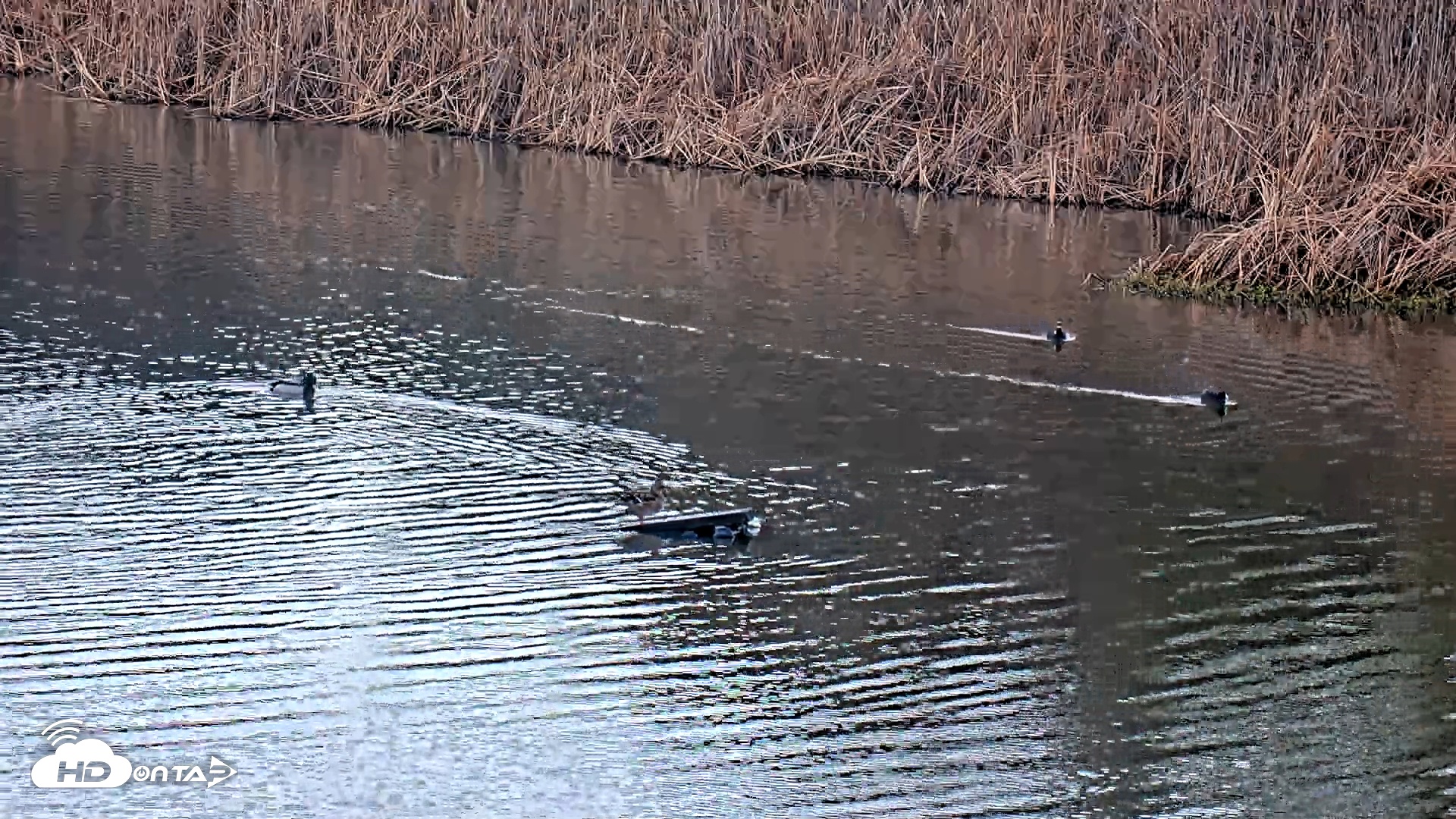 Snapshot of Midpeninsula Regional Open Space Live Webcam taken Jan 8, 2026, 7:38am PST