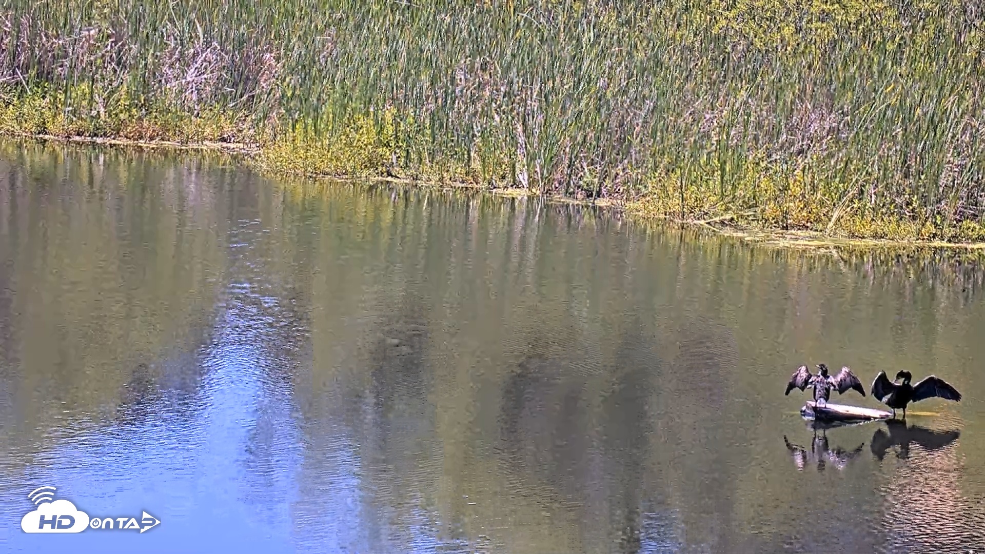 Snapshot of Midpeninsula Regional Open Space Live Webcam taken Jun 13, 2025, 2:28pm PDT