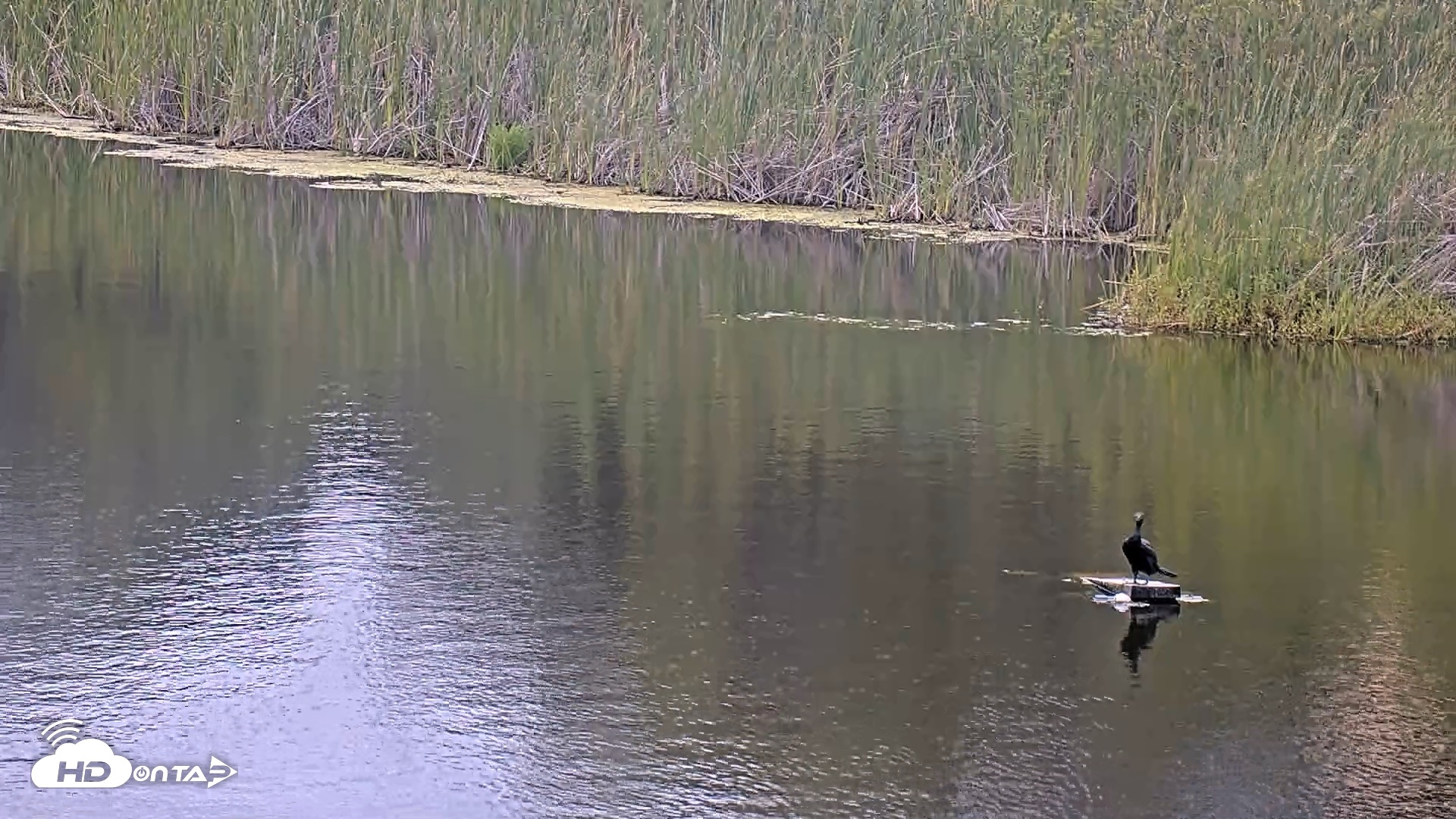 Snapshot of Midpeninsula Regional Open Space Live Webcam taken Jun 19, 2026, 6:21pm PDT