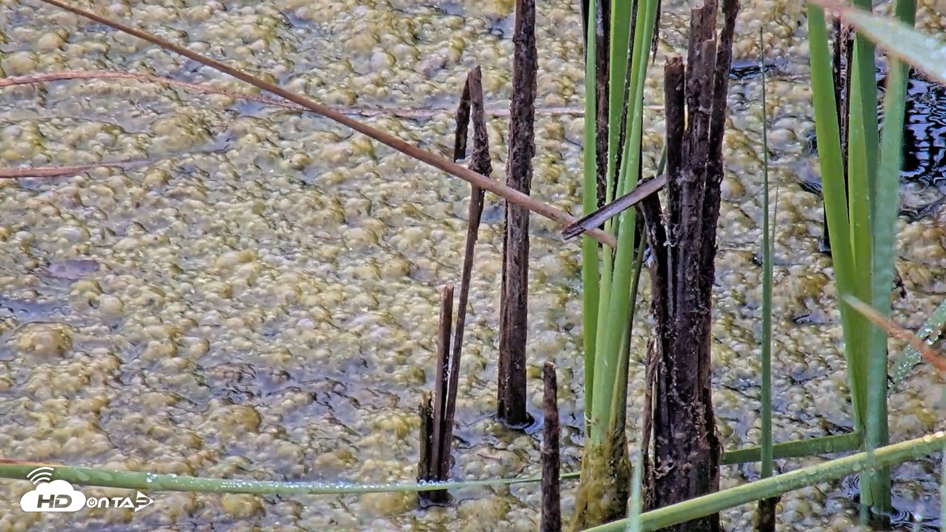 Snapshot of Midpeninsula Regional Open Space Live Webcam taken Sep 10, 2025, 10:15am PDT