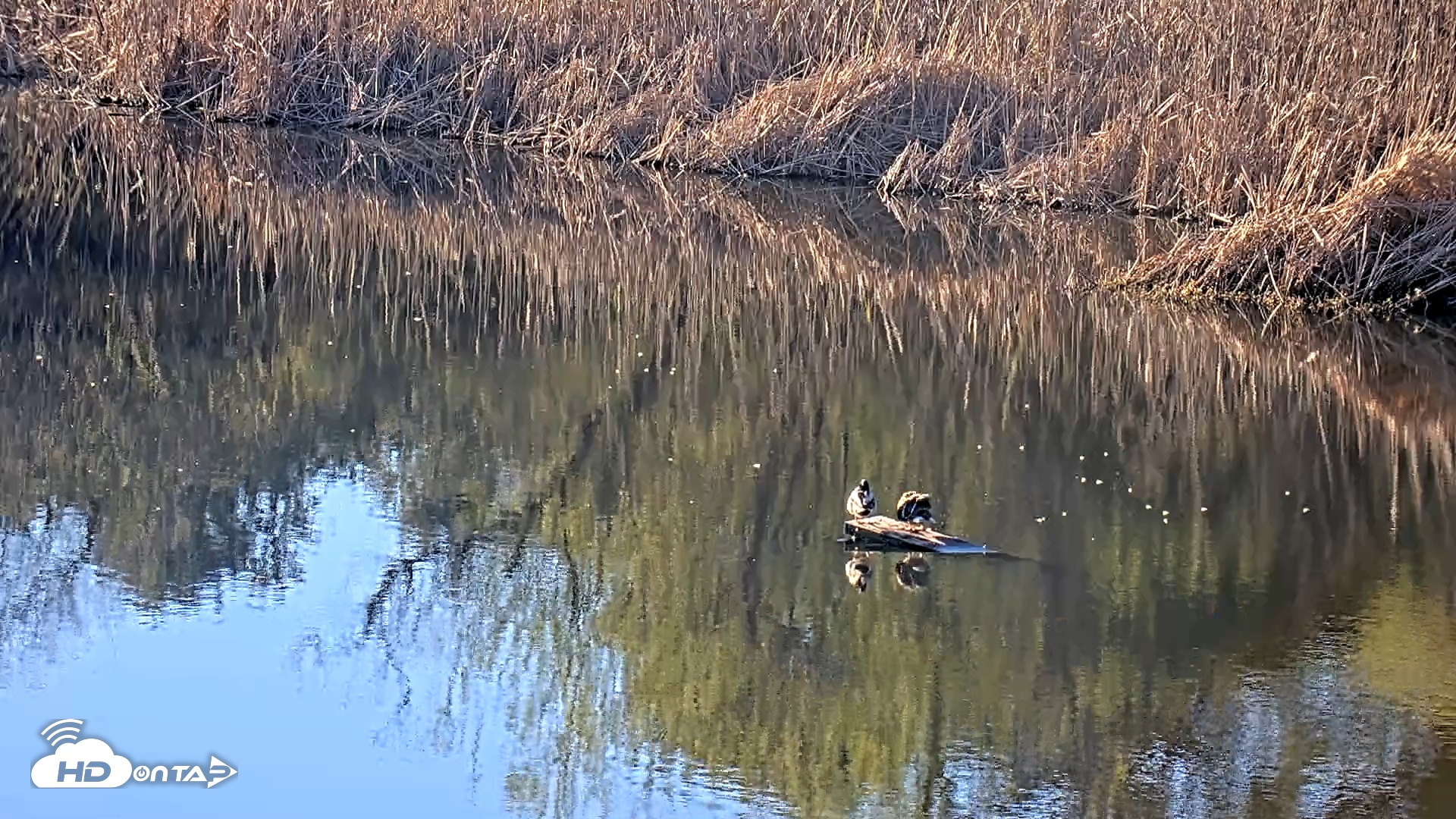 Snapshot of Midpeninsula Regional Open Space Live Webcam taken Feb 4, 2026, 3:58pm PST