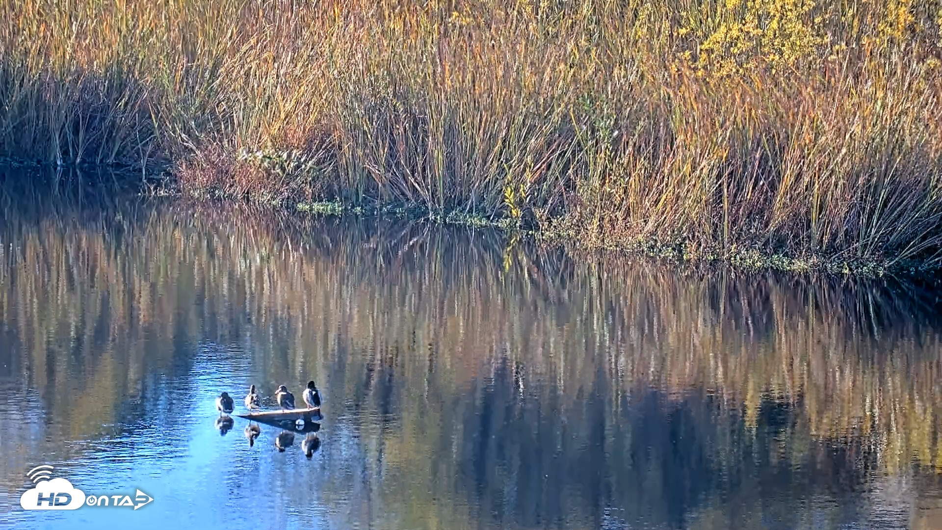 Snapshot of Midpeninsula Regional Open Space Live Webcam taken Nov 2, 2025, 3:25pm PST