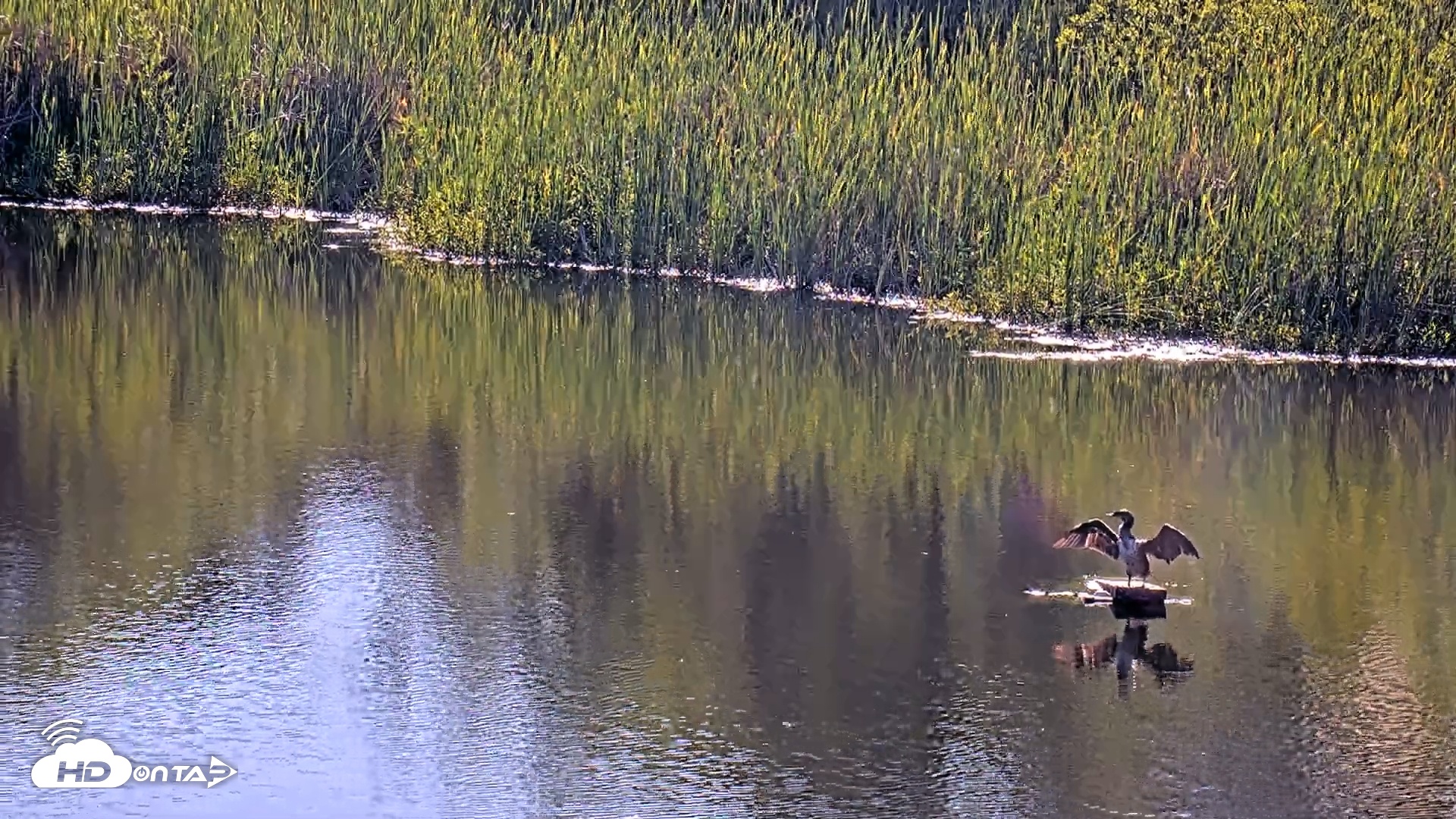 Snapshot of Midpeninsula Regional Open Space Live Webcam taken Jun 12, 2025, 5:32pm PDT