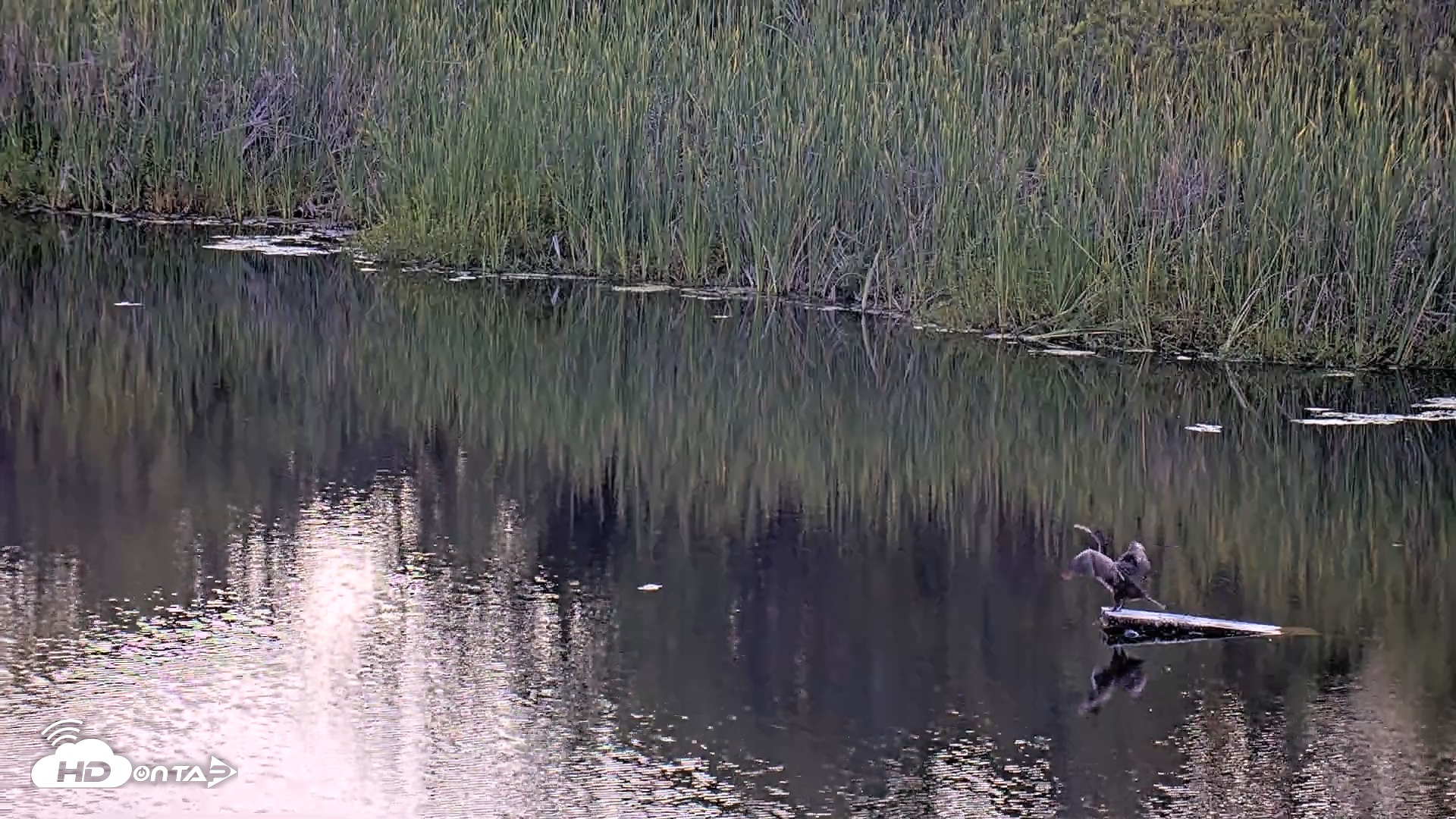 Snapshot of Midpeninsula Regional Open Space Live Webcam taken Jun 16, 2025, 7:46pm PDT