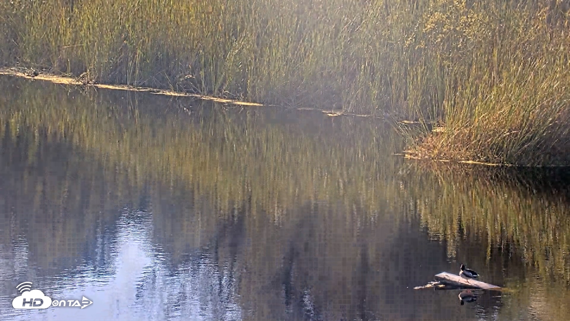 Snapshot of Midpeninsula Regional Open Space Live Webcam taken Oct 12, 2026, 4:45pm PDT