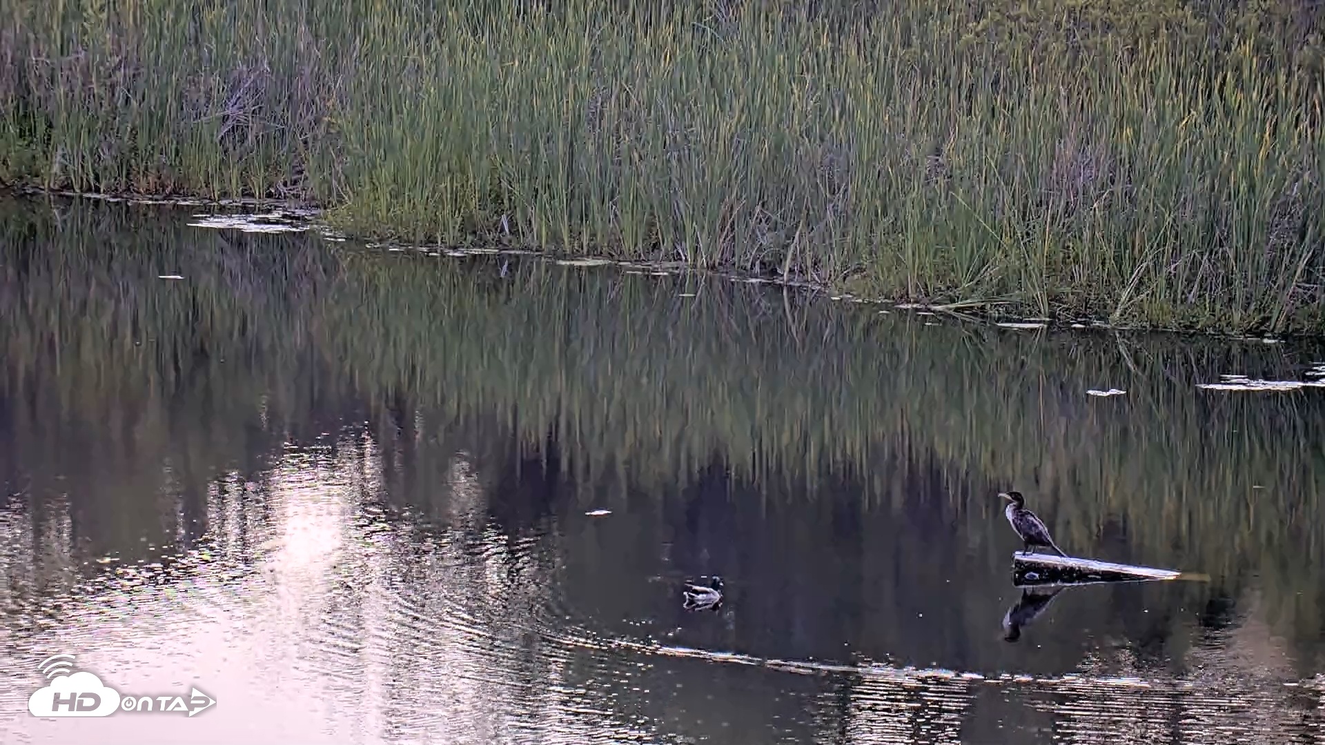 Snapshot of Midpeninsula Regional Open Space Live Webcam taken Jun 16, 2025, 7:43pm PDT
