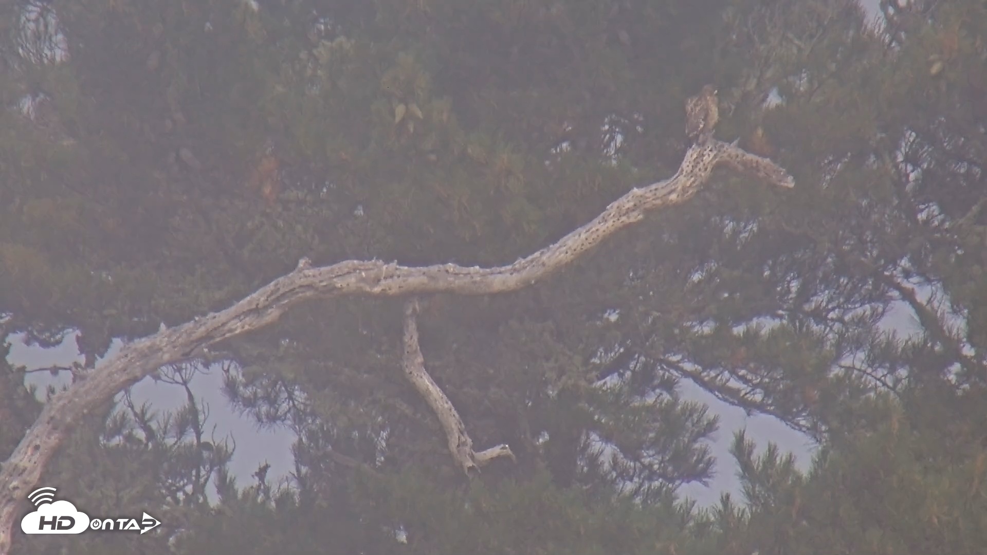 Snapshot of Midpeninsula Regional Open Space Live Webcam taken Jul 26, 2025, 9:25am PDT